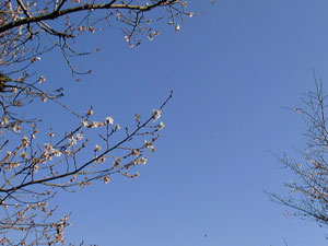 【私が撮った平成時代】 「#15 冬桜ー桜山公園にて (2001)」より