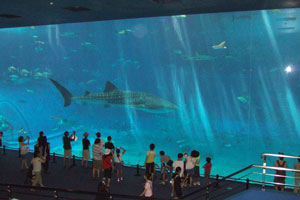【私が撮った平成時代】 「#25 沖縄美ら海水族館 (2008)」より